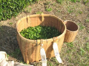 Tea gathering