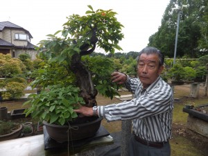 Iimura shows bonsai trees