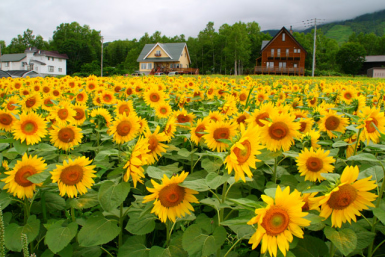 Summer in Hokkaido