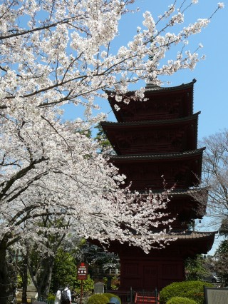 hokekyoji-cherry-blossoms