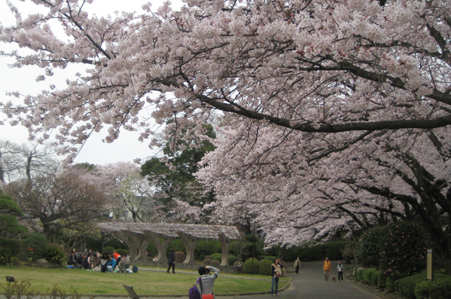 Ichikawa-hanami