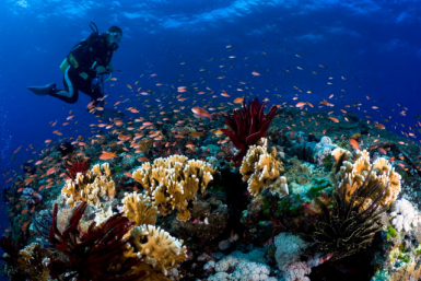 Diving-Okinawa