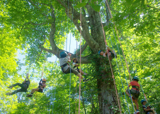 Tree-Climbing