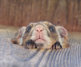 karuizawa-flying-squirrel