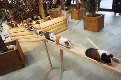 guinea-pigs-bridge