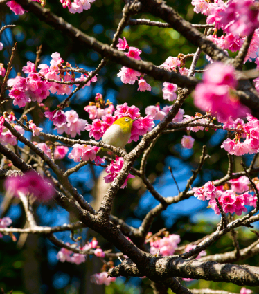 okinawa-hanami