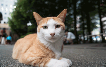 ikebukuro-cat-park