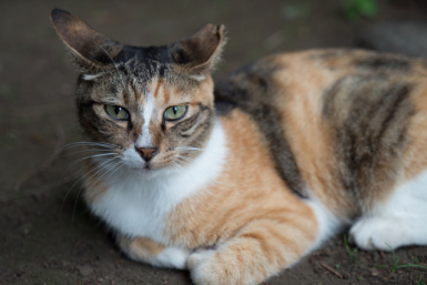 ikebukuro-cat-park