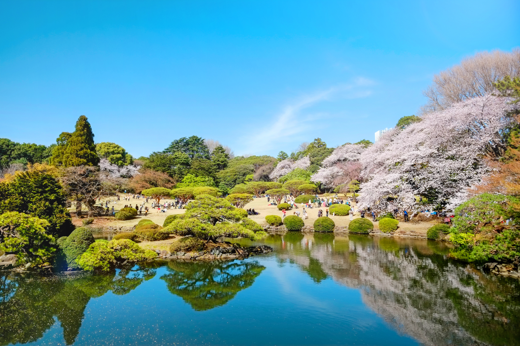 best sakura spots shinjuku gyoen