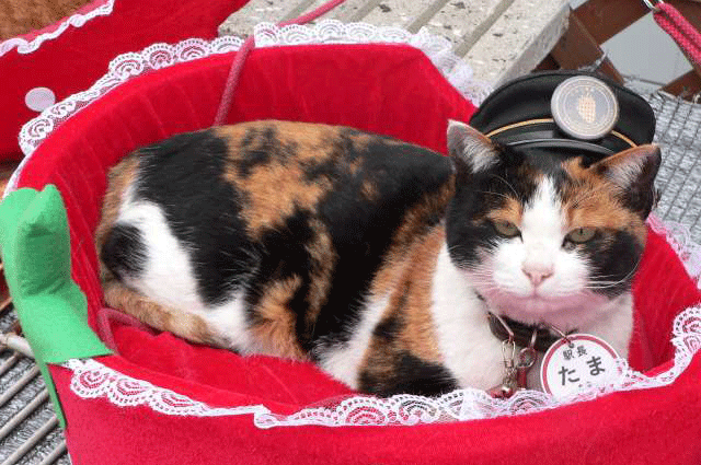 stationmaster-tama