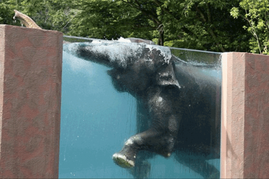 elephant-swimming-pool