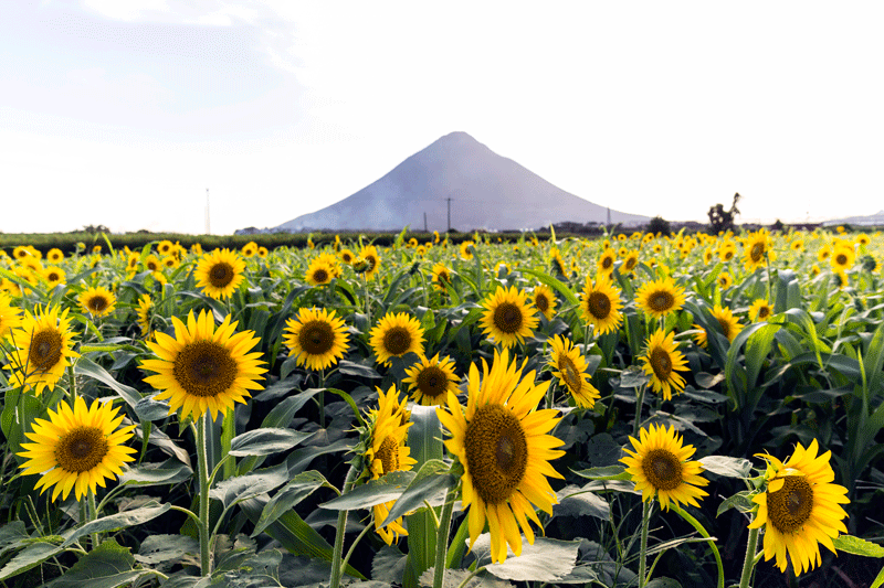 mt-kaimon-kagoshima