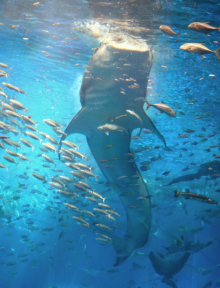 churaumi-whale-shark-feeding