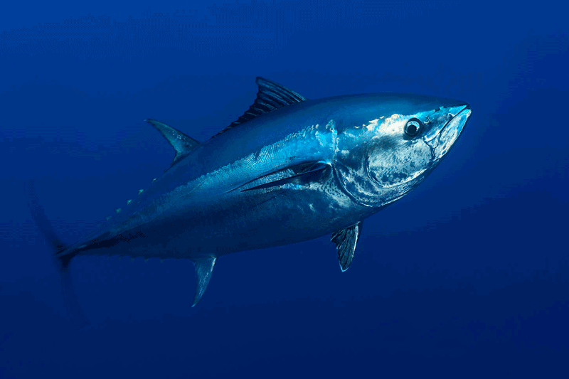 bluefin-tuna