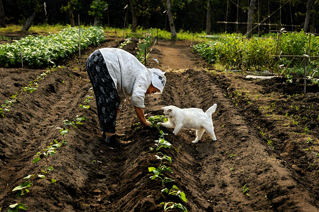 Misao-And-Fukumaru-Field-By-Miyoko-Ihara