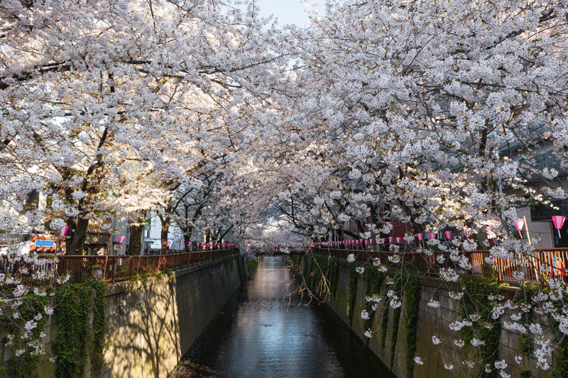 meguro-river-hanami