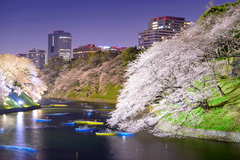 night-hanami-tokyo