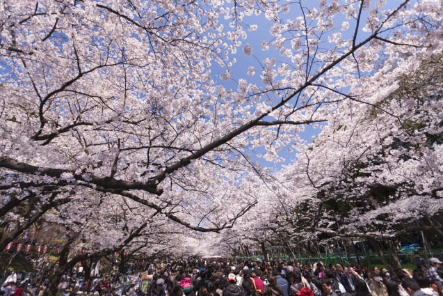 ueno-park-hanami