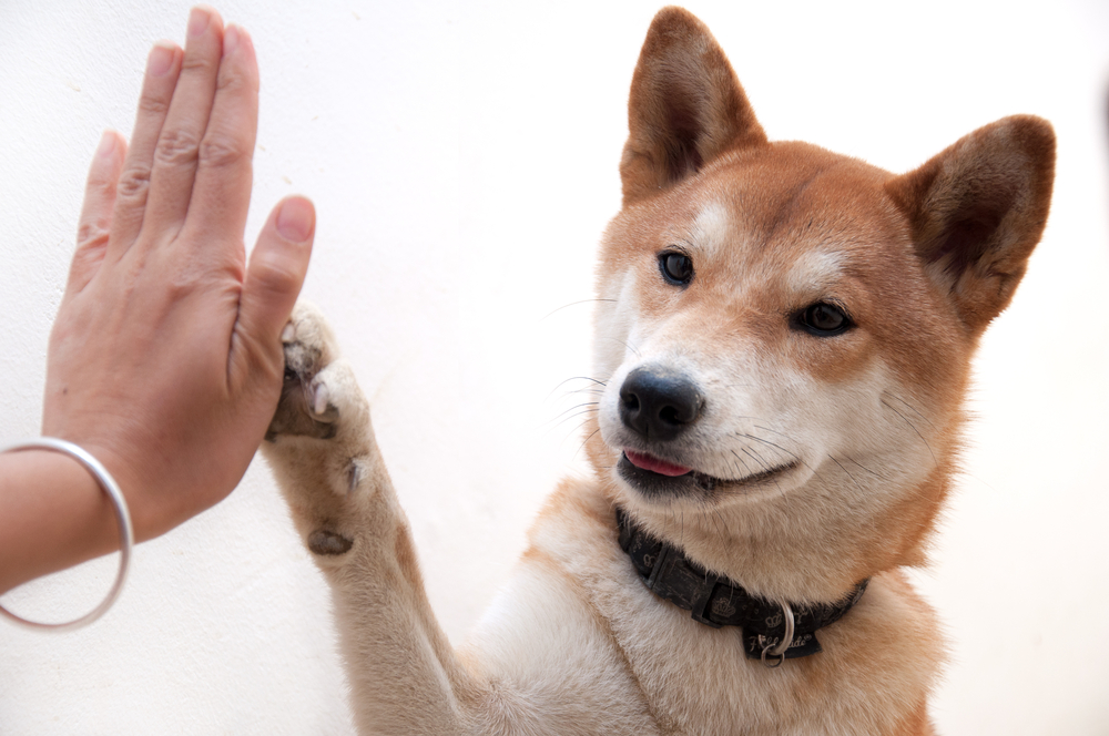 shiba-inu-high-five