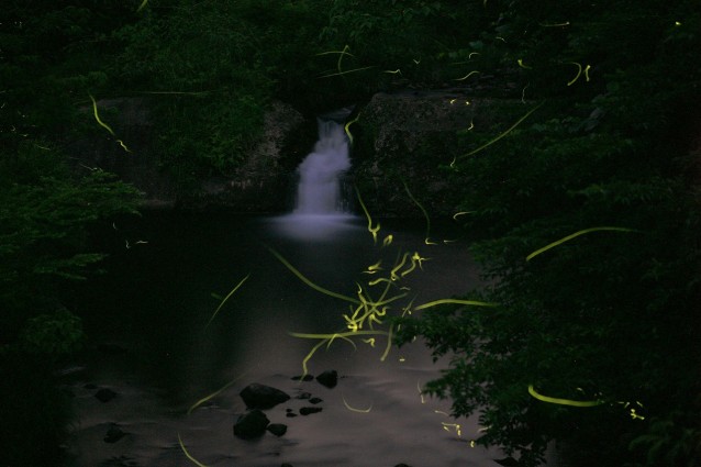 yuyake koyake fireflies