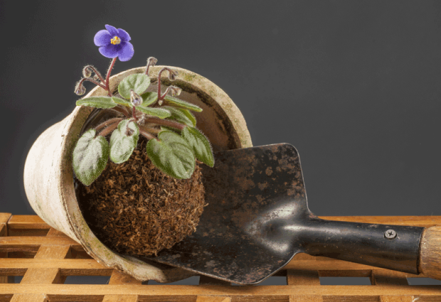 tokyo-balcony-gardening-2