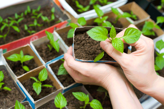 tokyo-balcony-gardening-3