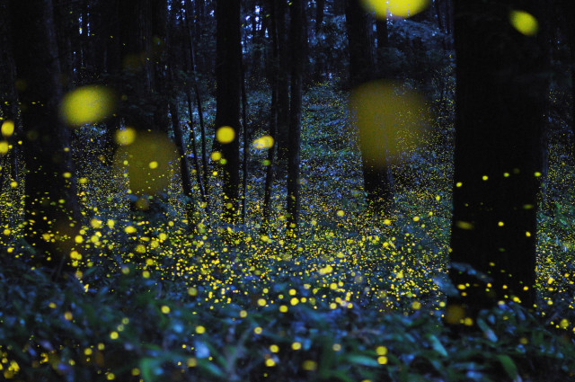 fireflies