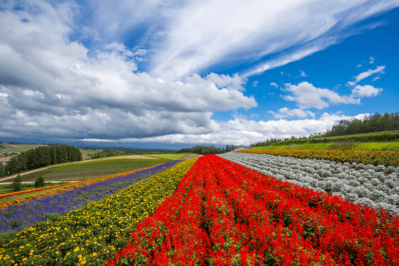 biei-hokkaido