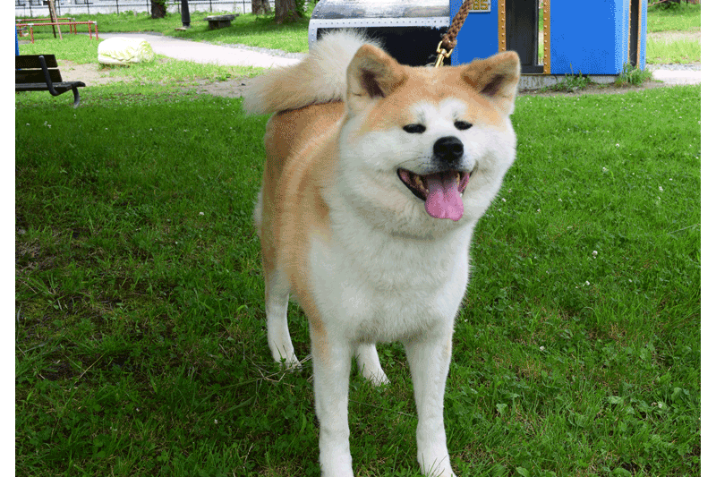 akita-inu-park-2