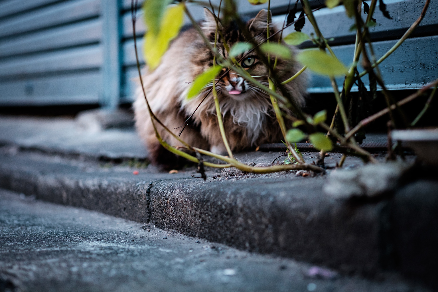 Tokyo wildlife