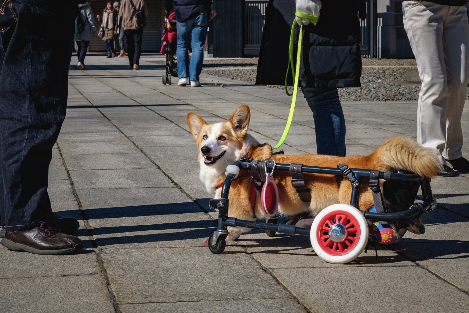 Dog on a roll