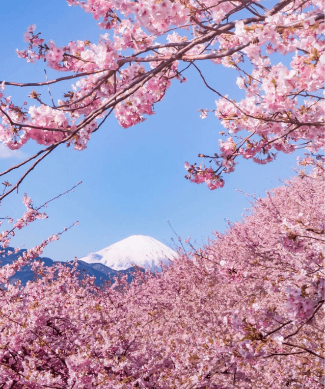 Kawazu-cherry-blossoms