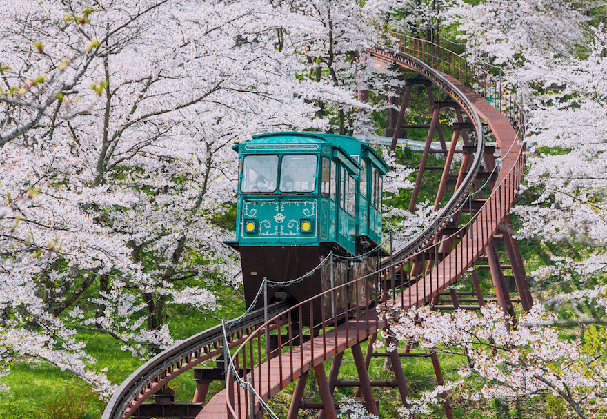 cherry blossom odyssey