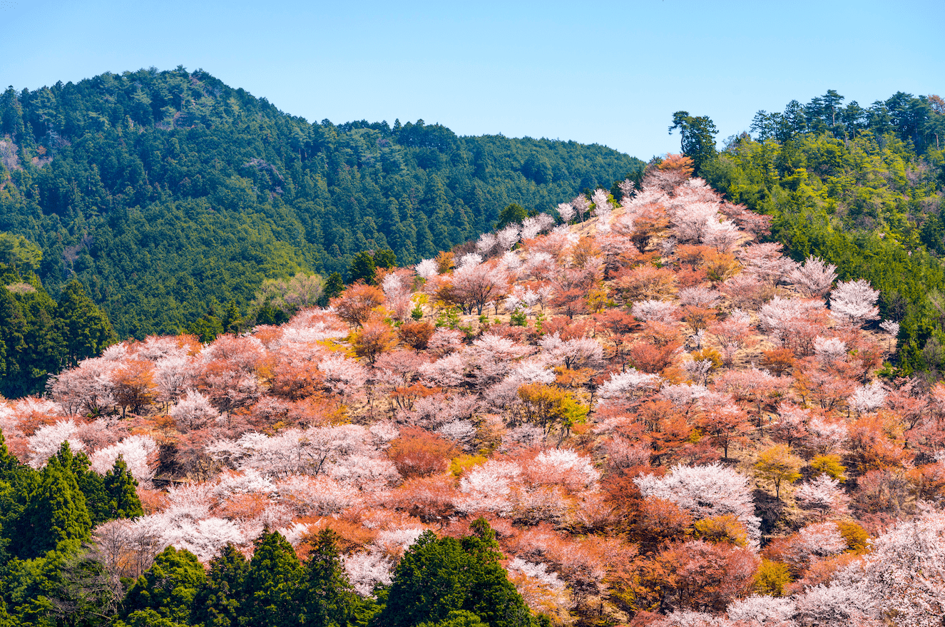 cherry blossom odyssey