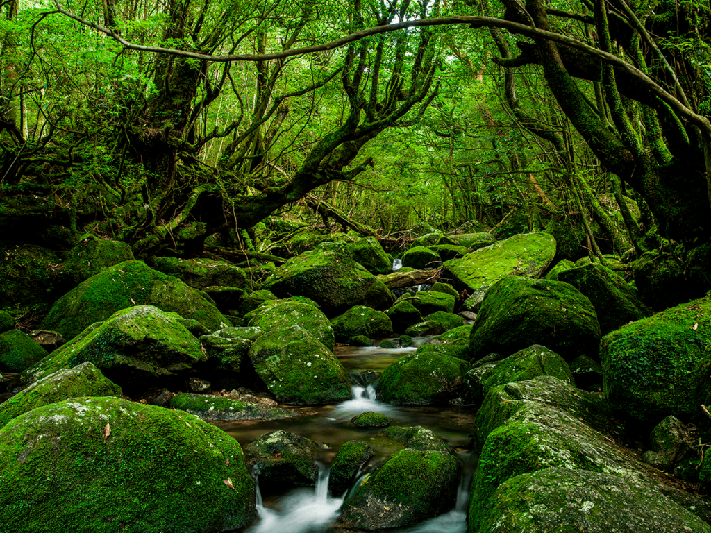 yakushima