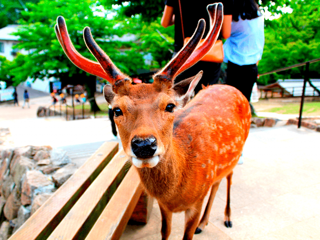 nara-deer