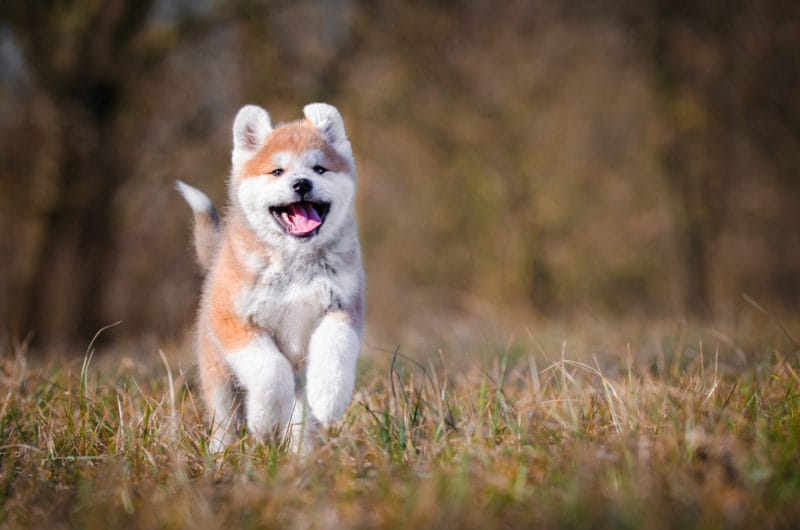 Akita dog