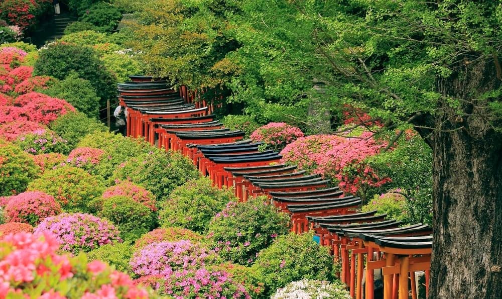 torii gate nezu shrine