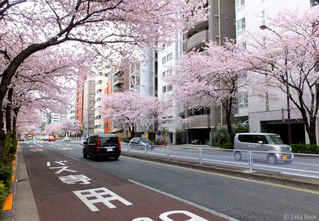 Cherry blossoms in Toyko