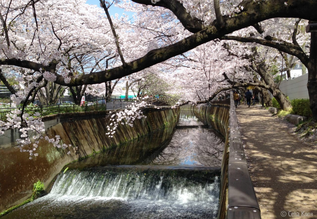 Cherry blossoms in Tokyo