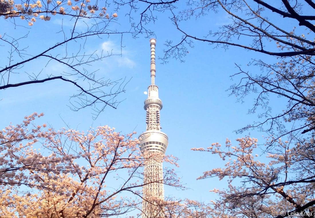 Sumida Park cherry blossoms hanami sakura tokyo weekender