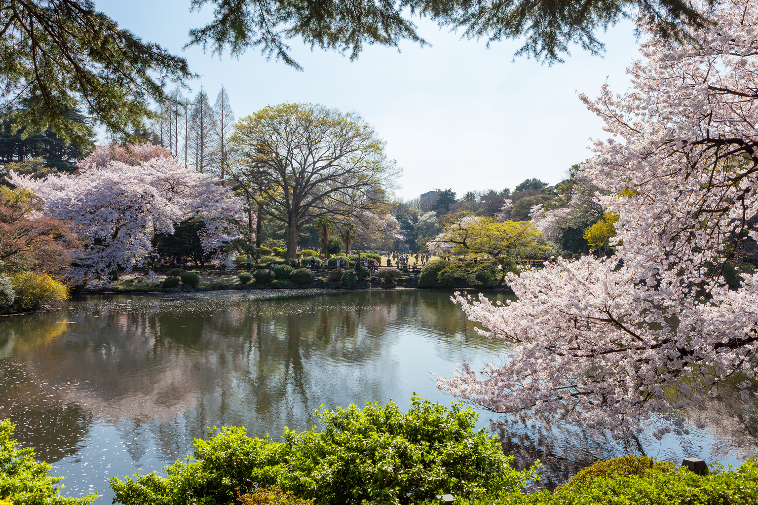 Cherry blossoms in Tokyo 