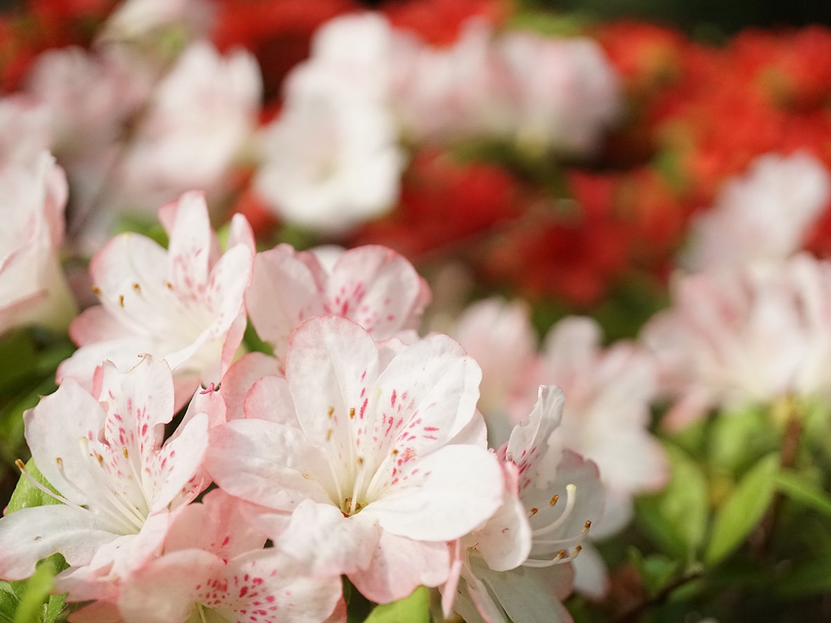 tokyo-azaleas-crop-resize