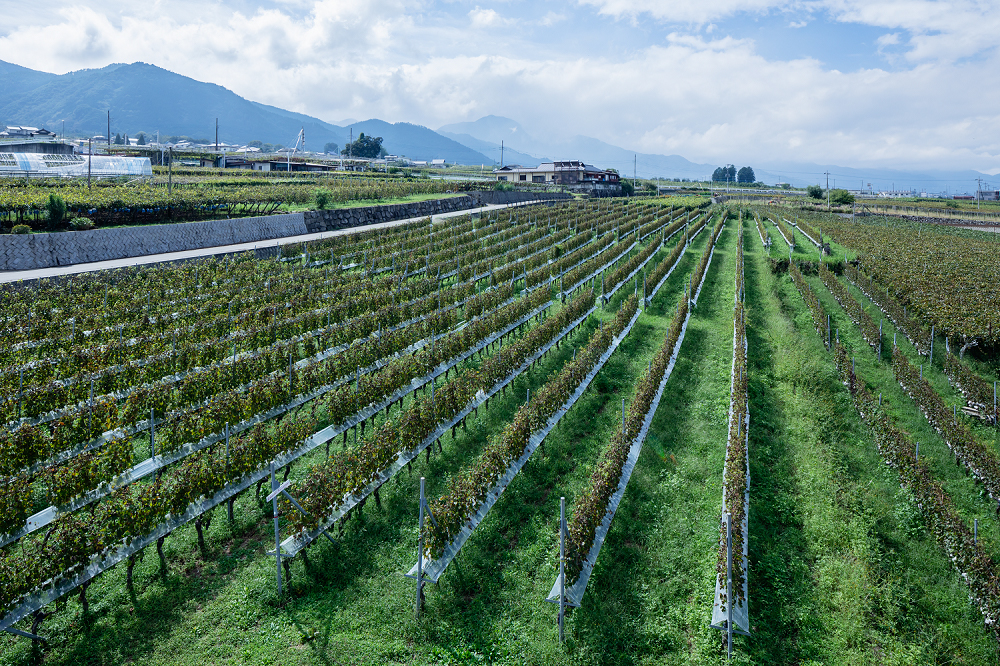 Cabernet Sauvignon vineyard at Chateau Lumiere in Yamanashi