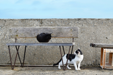 Cats at cat island in Kyushu