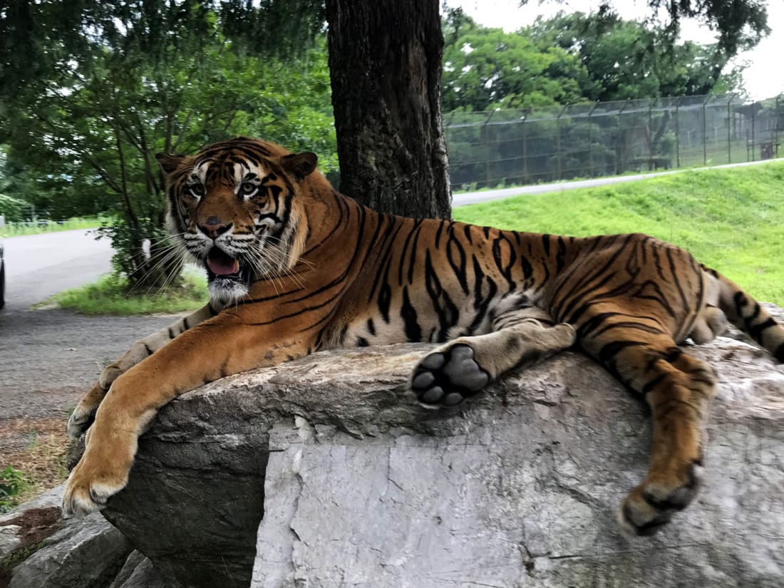 Tiger at Akiyoshidai Safari Land