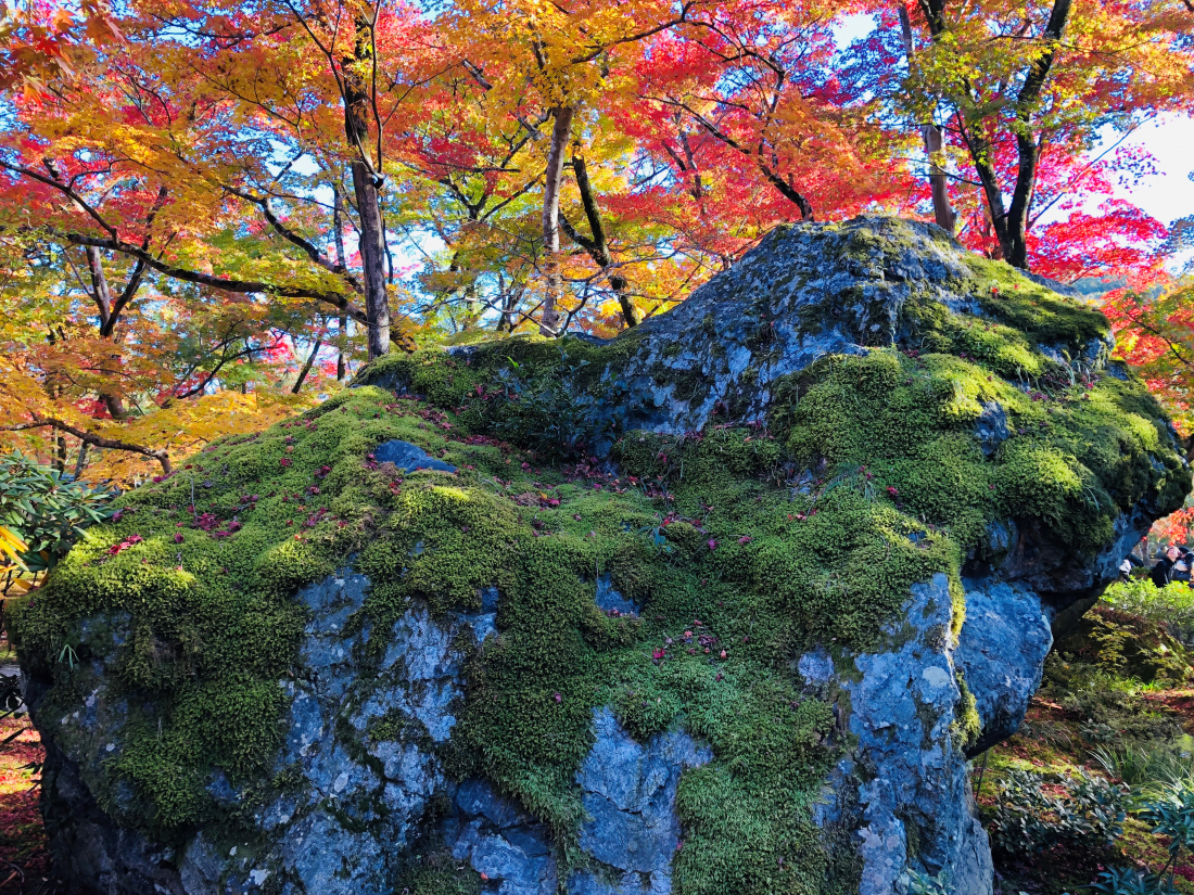 Fall foliage at Hogonin