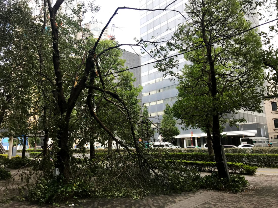 Fallen tree branches in Tokyo