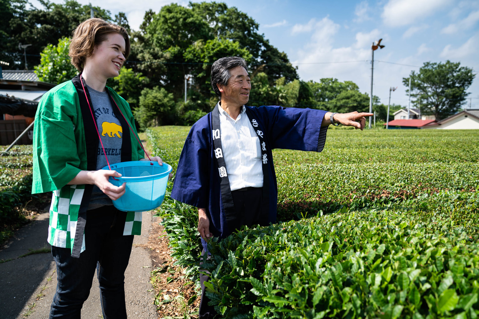 Tea field at Sayama Green Tea School