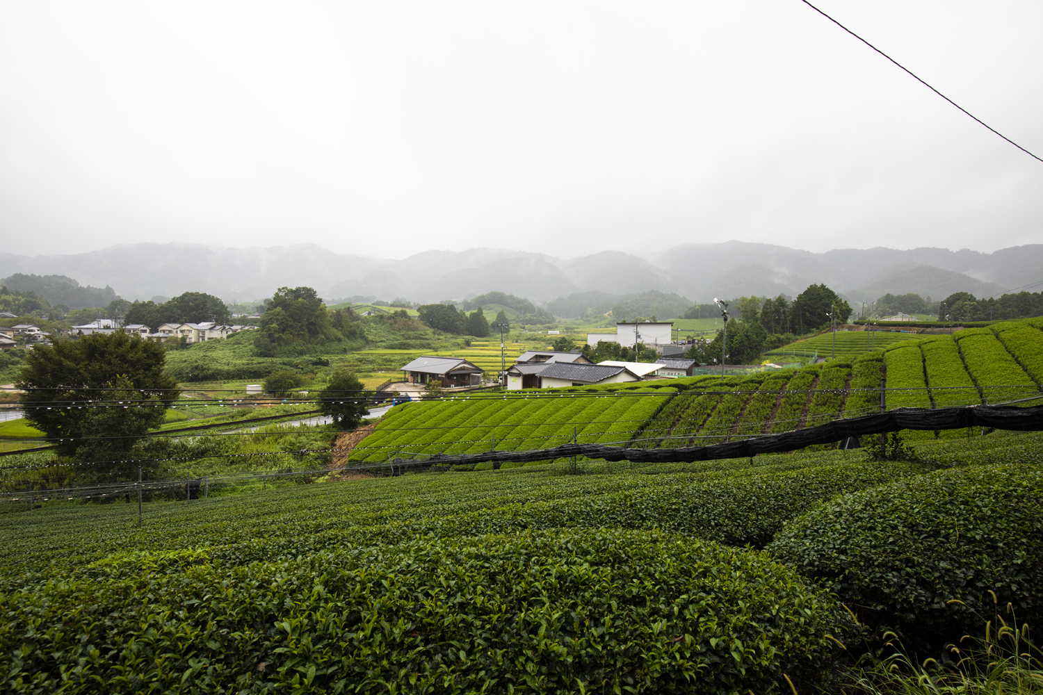 Kyoto Prefecture Tea Fields Tokyo Weekender